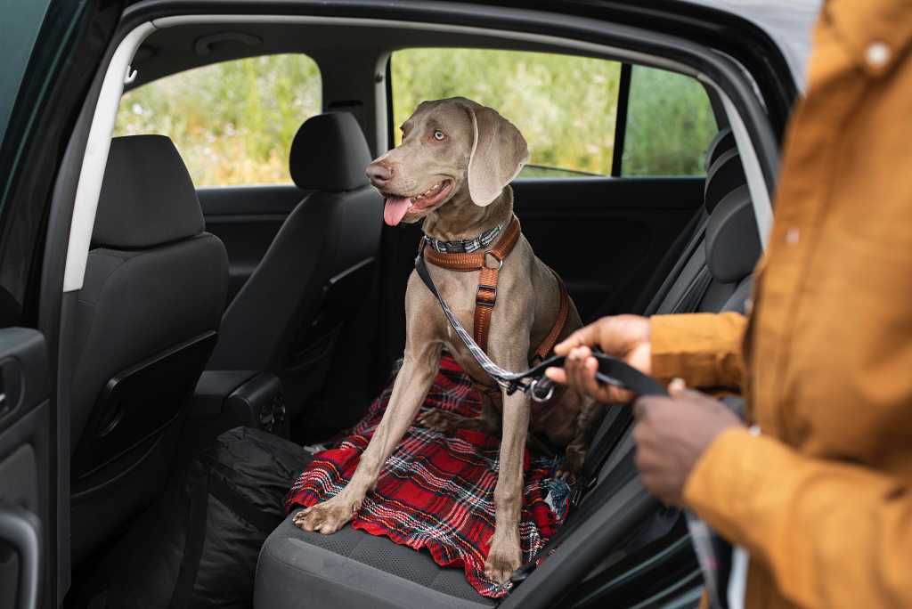 Cómo viajar con perros en coche: el 50% de conductores desconoce la regulación al respecto.
