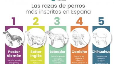 Las razas más populares de perros en España.