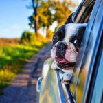 Quemaduras solares: ¿Está tu perro naturalmente protegido de los efectos perjudiciales del sol?