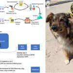 Los perros de Chernobyl ¿siguen contaminados con radiación?