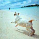Las 10 mejores playas del mundo "dog friendly".
