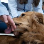 Inspiradogs, terapia asistida con perros en la unidad de hospitalización de Psiquiatría para adolescentes.