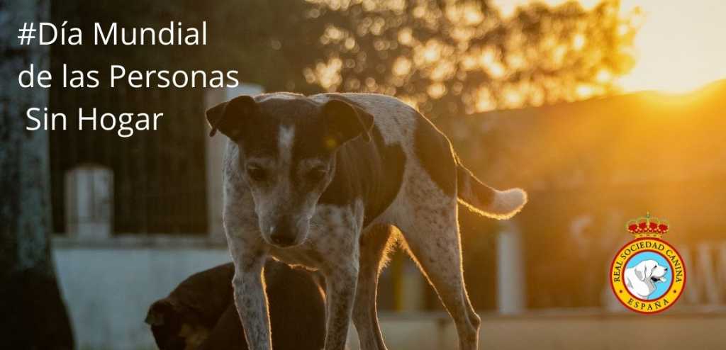La Real Sociedad Canina de España pide que las personas sin hogar puedan acceder con sus perros a los albergues municipales.