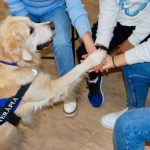 Beneficios de la terapia asistida con perros para adolescentes con trastornos mentales.