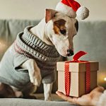 El 88% de los españoles le comprará un regalo a su perro por Navidad.