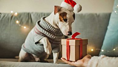 El 88% de los españoles le comprará un regalo a su perro por Navidad.
