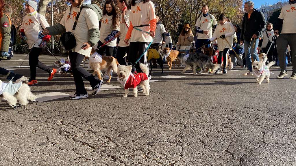 El Refugio da su “CANpanadas” solidarias  en la Sanperrestre, para luchar  contra el abandono de animales.