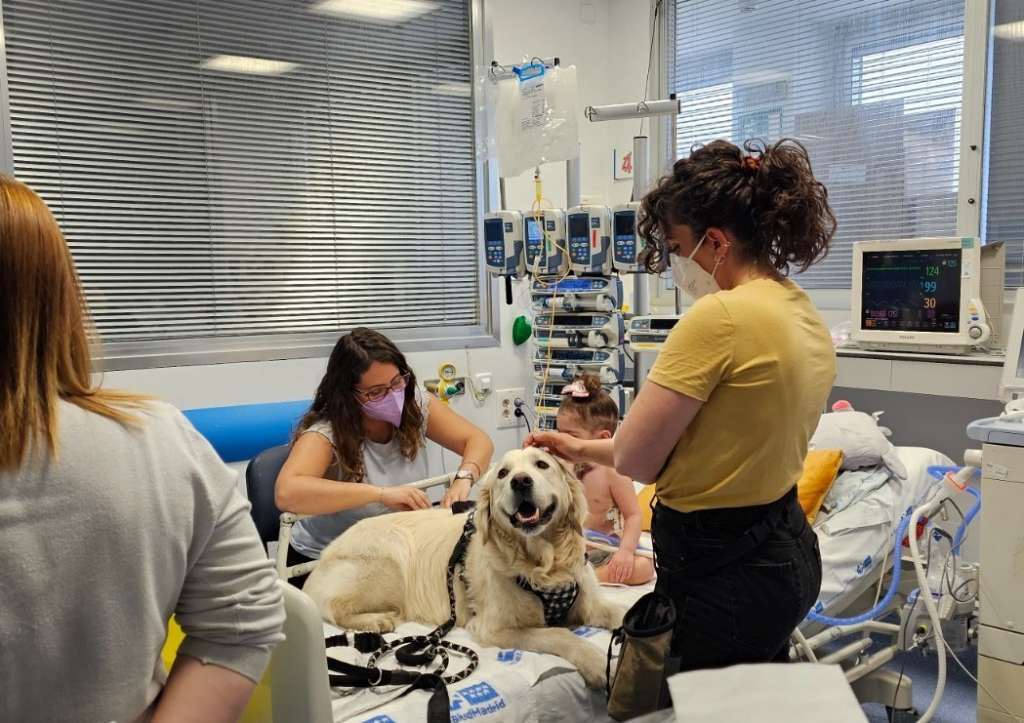Un estudio confirma que las intervenciones con perros reducen el dolor y la ansiedad en niños ingresados en Cuidados Intensivos del Hospital 12 de Octubre de la Comunidad de Madrid.