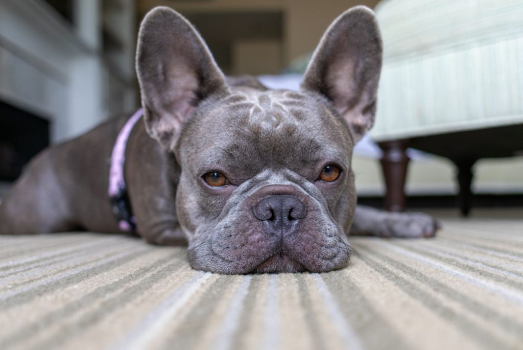 El 20% de los perros sufre algún tipo de trastorno del sueño en algún momento de su vida.
