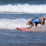 III Edición del Campeonato Europeo de Surf para perros.