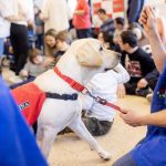 Los perros Magic, Pinya, Keisy y Xispa son los nuevos “graduados” en esta V entrega del Proyecto Guau, liderado por Purina, con el fin de ayudar en la socialización y formación de cachorros a perros de terapia.