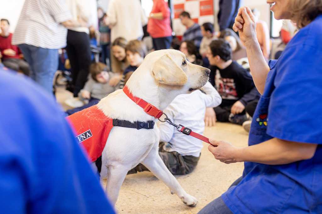 Los perros Magic, Pinya, Keisy y Xispa son los nuevos “graduados” en esta V entrega del Proyecto Guau, liderado por Purina, con el fin de ayudar en la socialización y formación de cachorros a perros de terapia.
