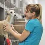 Detección precoz del cáncer canino, nuevas herramientas para veterinarios.