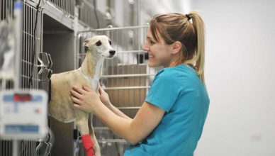 Detección precoz del cáncer canino, nuevas herramientas para veterinarios.