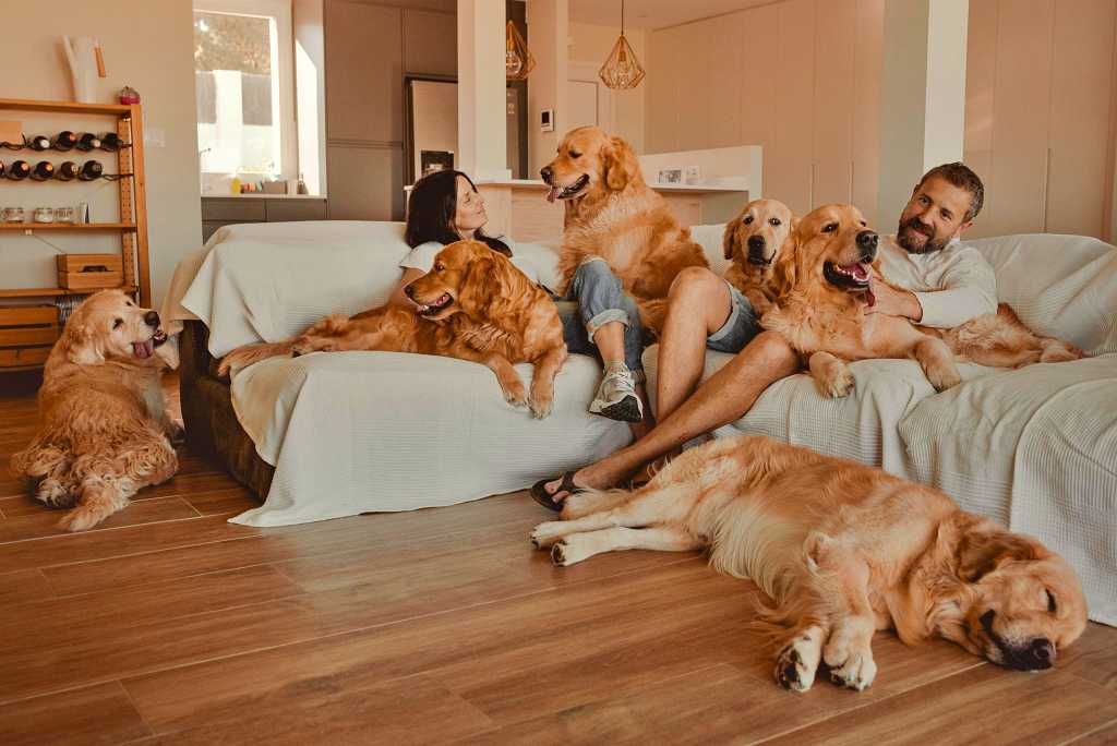 Cría de perros en domicilio y lucha contra el abandono.