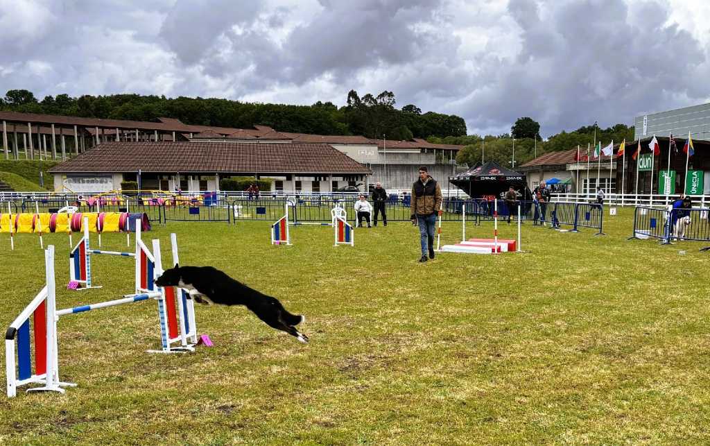 Galican Agility Cup, un mega evento de este deporte canino sin precedentes en Galicia que se celebrará del 29 de julio al 2 de agosto.