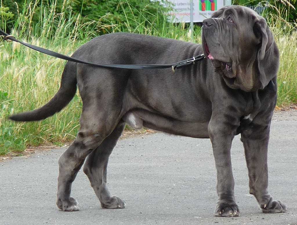 Entropión y ectropión en perros, estadísticas, razas...