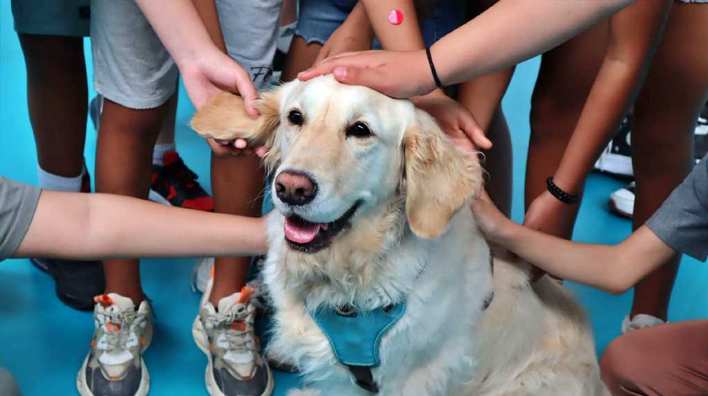 Perros de intervención asistida de Yaracan han acompañado a más de 1.000 niños