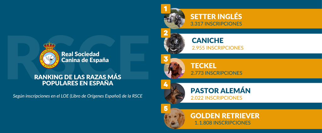 El Setter Inglés, el Caniche y el Teckel, las tres razas más populares en España en el último año.