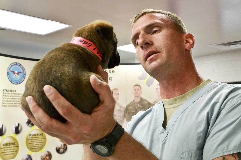 Seguros veterinarios, todo lo que tienes que saber.
