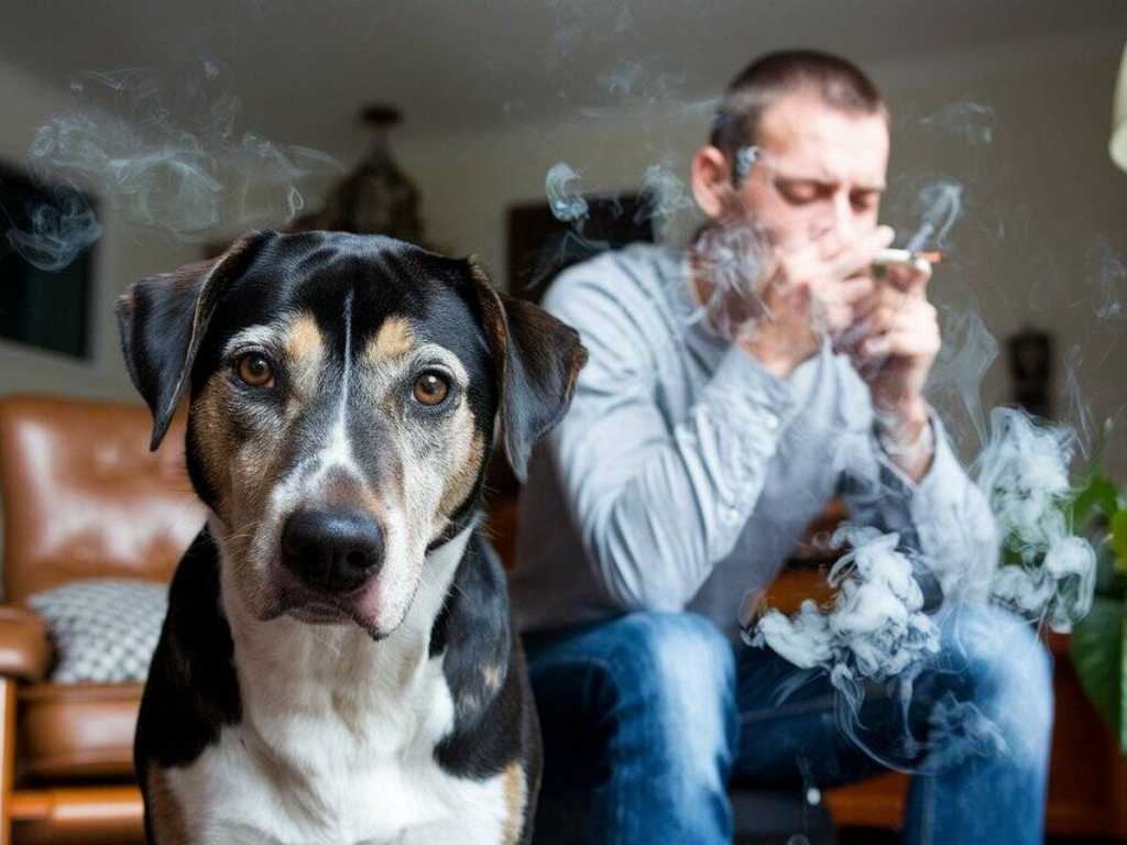 Día Internacional del Perro – 21 de julio: Aflofarm alerta los perjuicios de fumar si tienes perro.