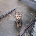 Abandono en verano... ¿Y los gatos?