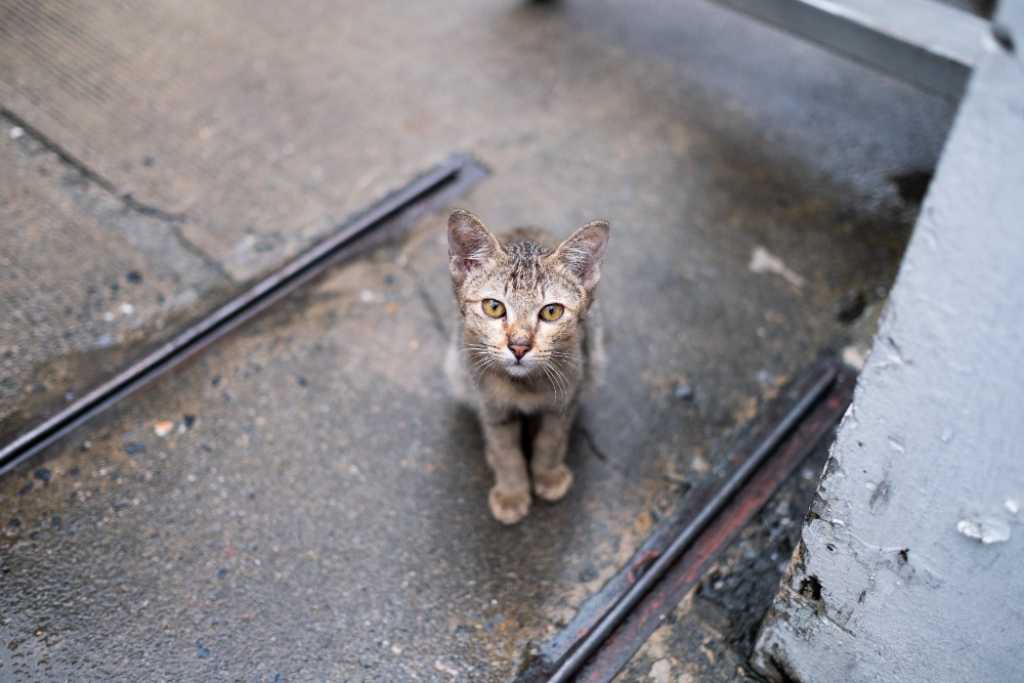 Abandono en verano... ¿Y los gatos?
