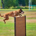Mundial de Perros de Trabajo (IGP) en Vitoria.