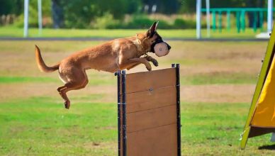 Mundial de Perros de Trabajo (IGP) en Vitoria.
