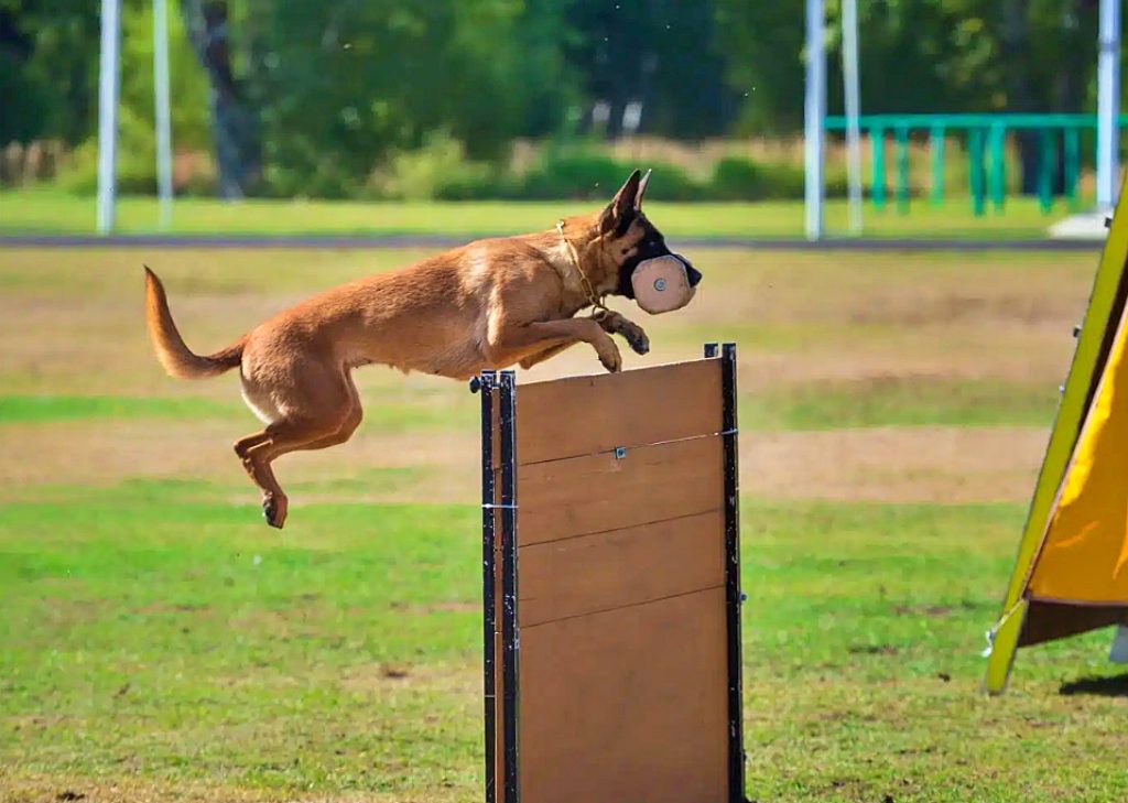 Mundial de Perros de Trabajo (IGP) en Vitoria.