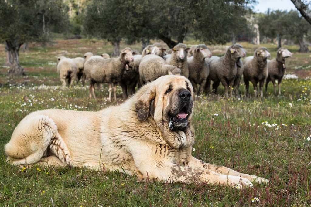 La Real Sociedad Canina y Wisdom Panel lanzan el mayor estudio genético para proteger el futuro de las razas españolas.