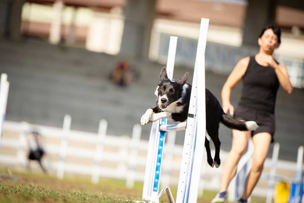 La Galican Agility Cup finalizó el pasado sábado tras cinco días en los que la competición de agility de alto nivel se unió con interesantes actividades formativas centradas en este deporte canino.