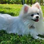 ¿Tu perro es diestro o zurdo? Tres de cada cuatro tienen una pata dominante… y eso dice mucho sobre su carácter.
