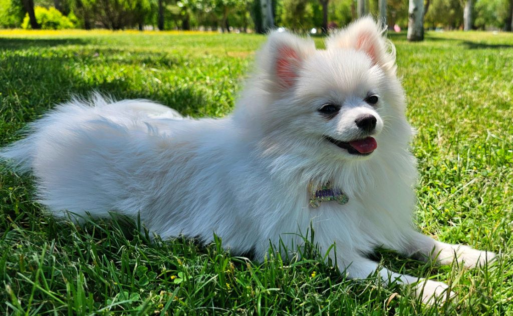 ¿Tu perro es diestro o zurdo? Tres de cada cuatro tienen una pata dominante… y eso dice mucho sobre su carácter.