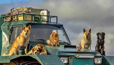 Viajar con mascotas, todo lo que necesitas saber.