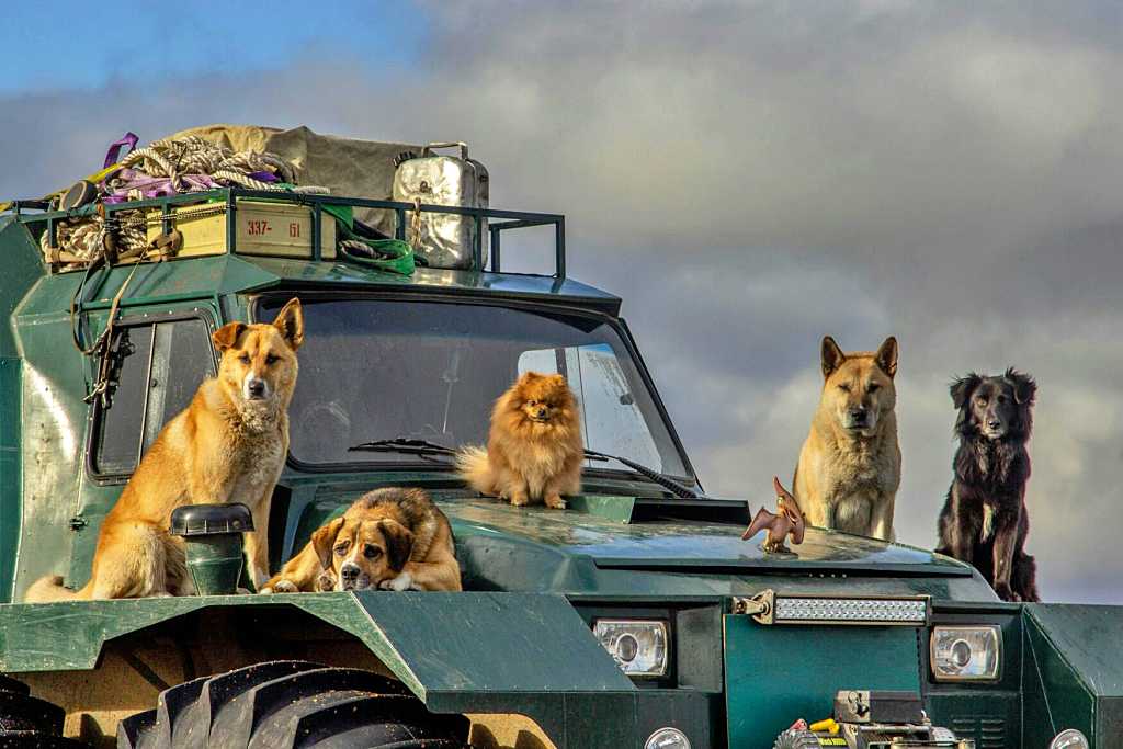 Viajar con mascotas, todo lo que necesitas saber.