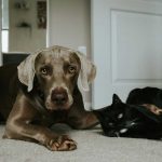 Estrés postvacacional en perros y gatos.