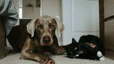 Estrés postvacacional en perros y gatos.