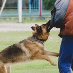 Campeonato Mundial de Perros de Trabajo (IGP) 2025 en Vitoria-Gasteiz.