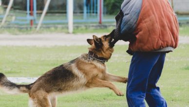 Campeonato Mundial de Perros de Trabajo (IGP) 2025 en Vitoria-Gasteiz.