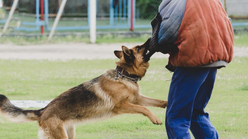 Campeonato Mundial de Perros de Trabajo (IGP) 2025 en Vitoria-Gasteiz.