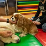 Animales que transforman vidas: ¿en qué se diferencia un perro de terapia o de asistencia?