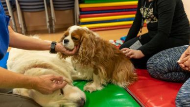 Animales que transforman vidas: ¿en qué se diferencia un perro de terapia o de asistencia?