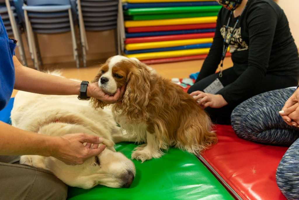 Animales que transforman vidas: ¿en qué se diferencia un perro de terapia o de asistencia?