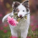 Plantas y flores seguras para perros: guía «dog-friendly».