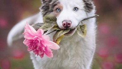 Plantas y flores seguras para perros: guía «dog-friendly».
