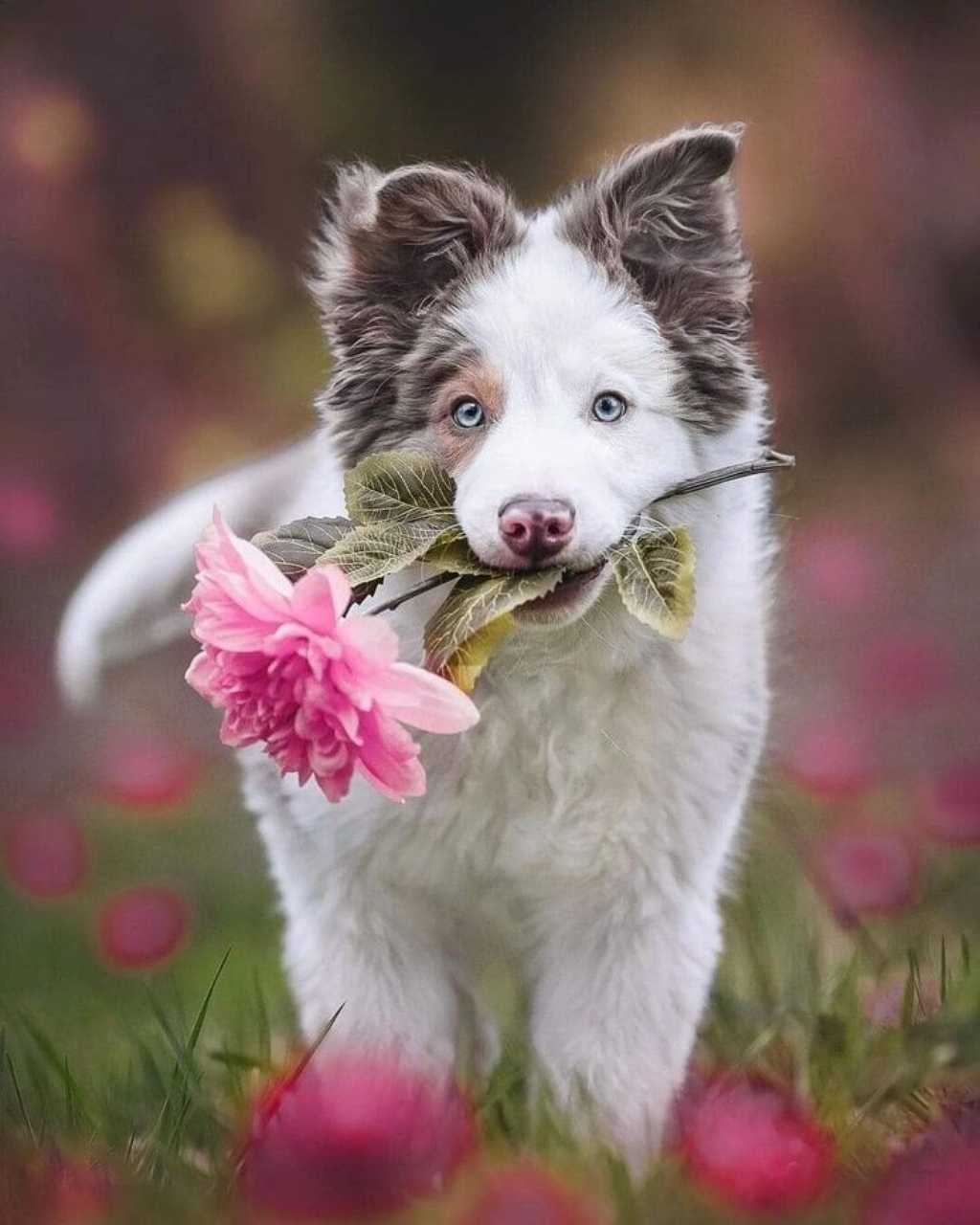 Plantas y flores seguras para perros: guía «dog-friendly».