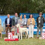 El Podenco Ibicenco, ganador absoluto en el encuentro de razas caninas españolas de Astorga.