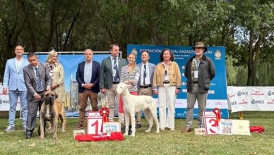 El Podenco Ibicenco, ganador absoluto en el encuentro de razas caninas españolas de Astorga.