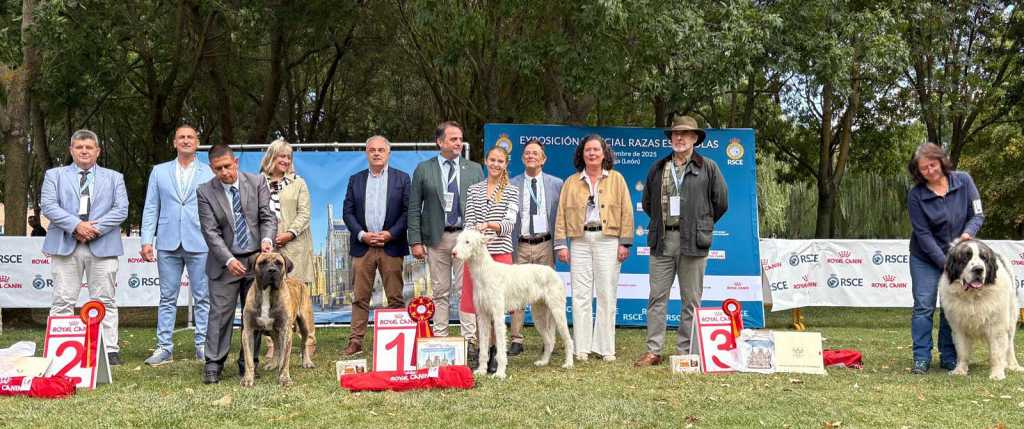 El Podenco Ibicenco, ganador absoluto en el encuentro de razas caninas españolas de Astorga.